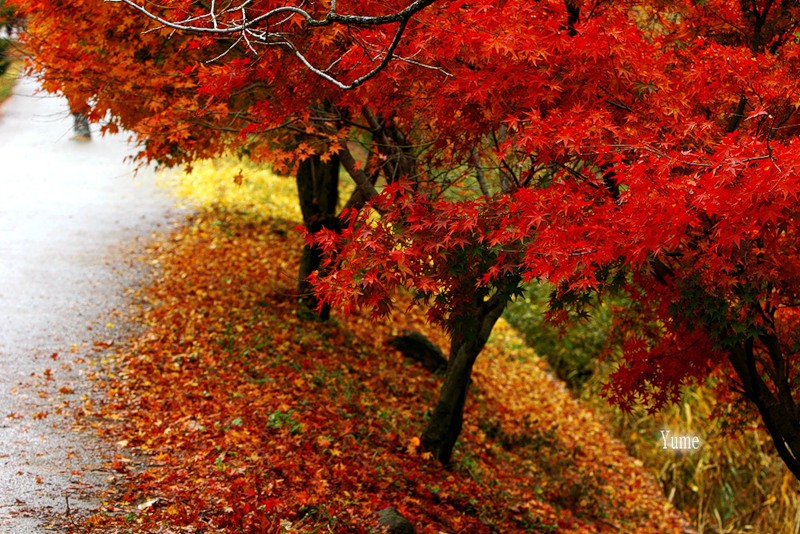 Бархатная осень