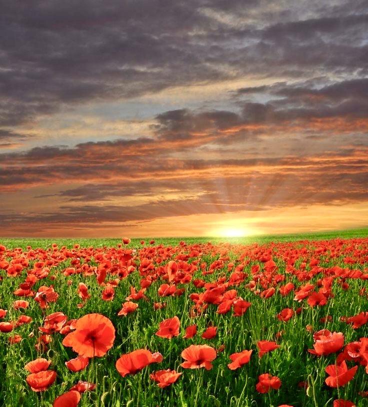 Маковое поле