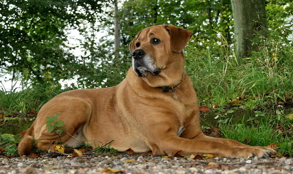 Аппетит собачий