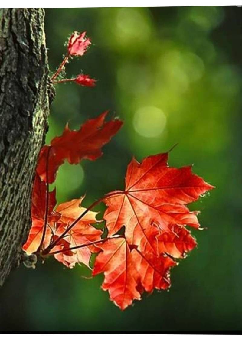 Осенние письма