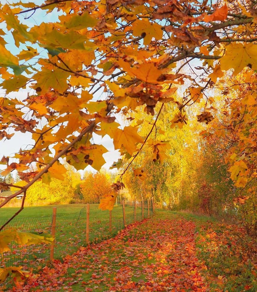 Прощай, листопад!