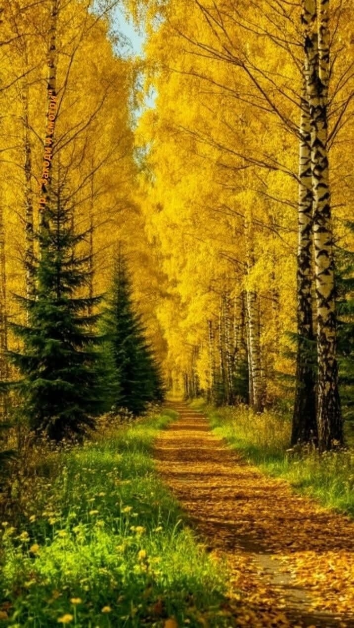 Остывают краски осени