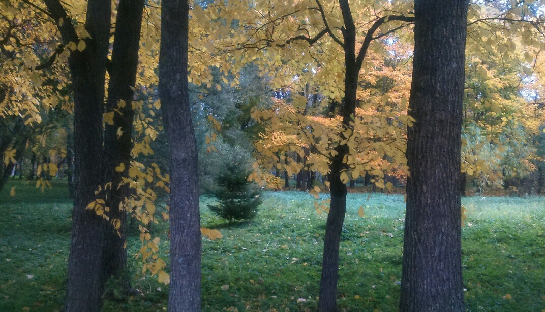 Ветер тормошит мёртвую листву...