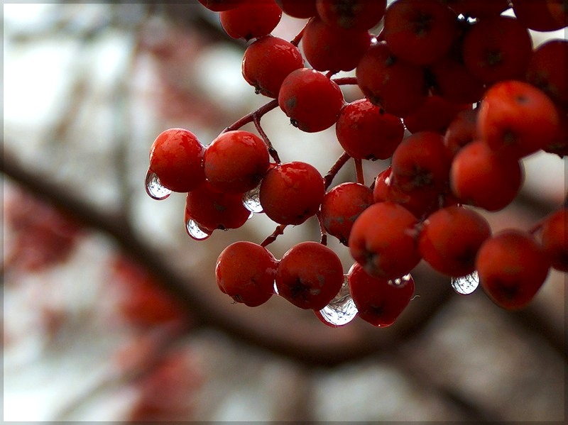 Осень уверенно дёргает ниточки