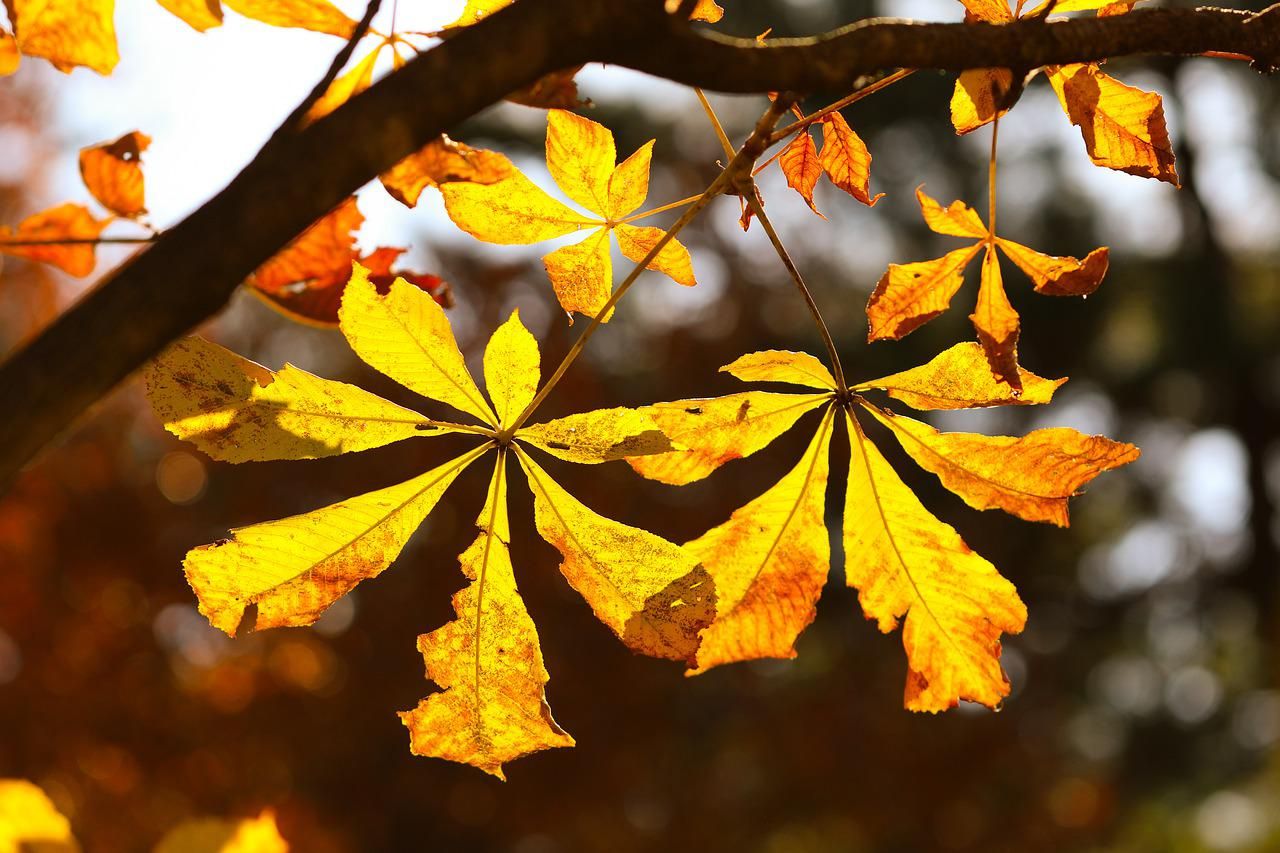 Каштаны сбрасывают листья