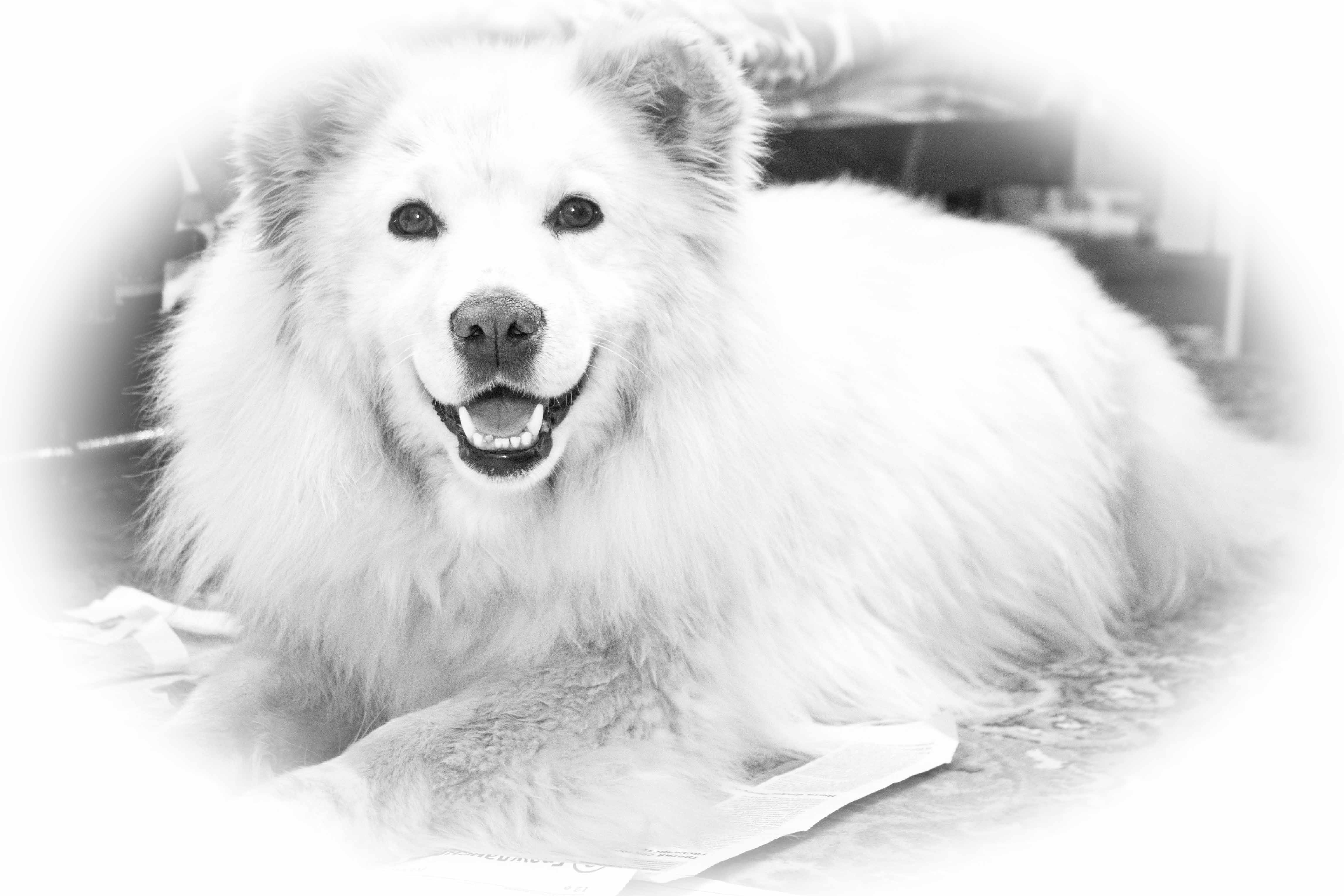 Мое маленькое ушко