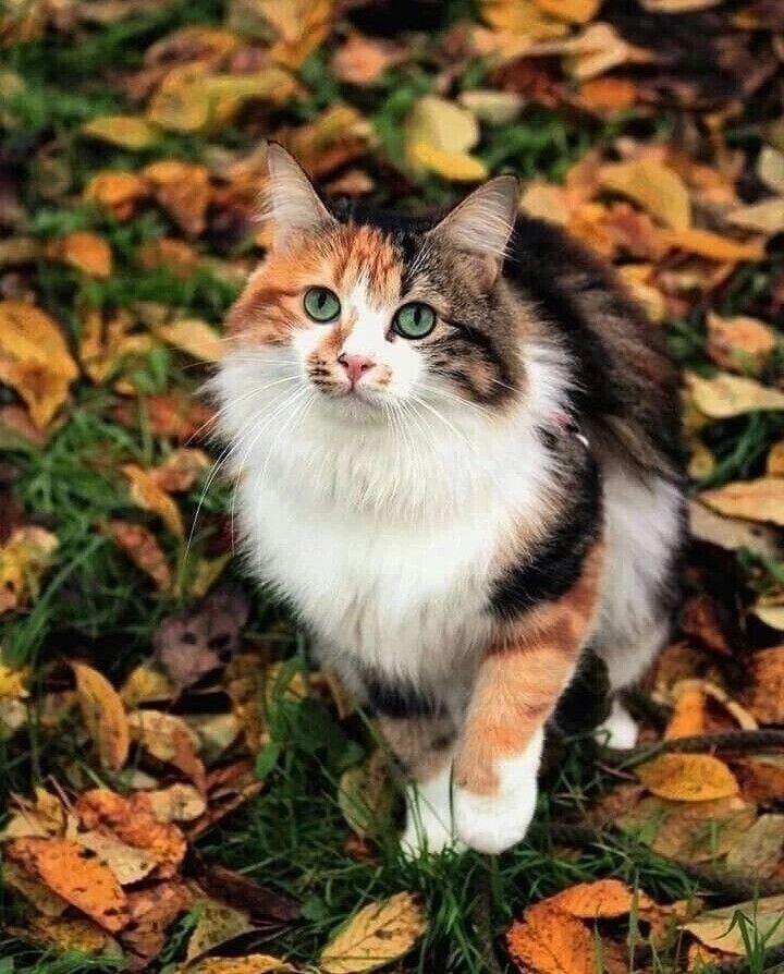 Котофей Иванович