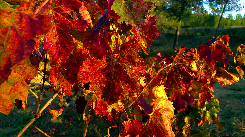 Листья винограда поздней осенью