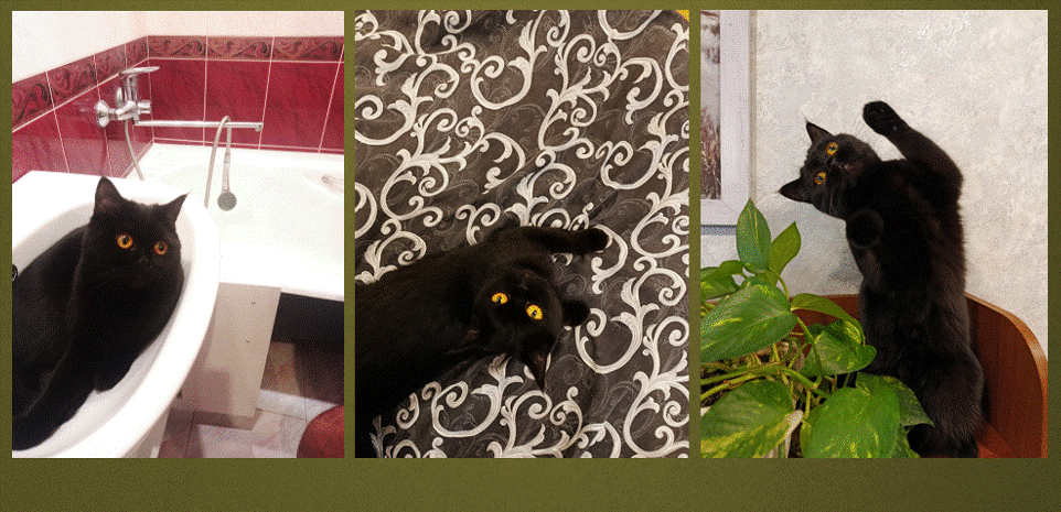 Бестолковое счастье моё