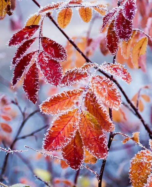 Снежный мотив