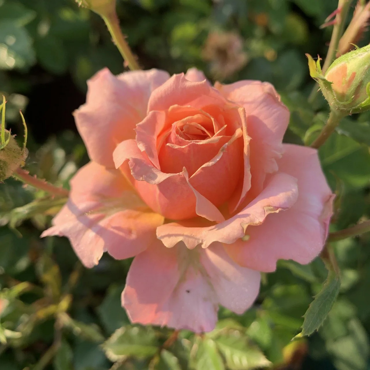 Подарки моих друзей 38