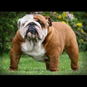 Бойцовская собака