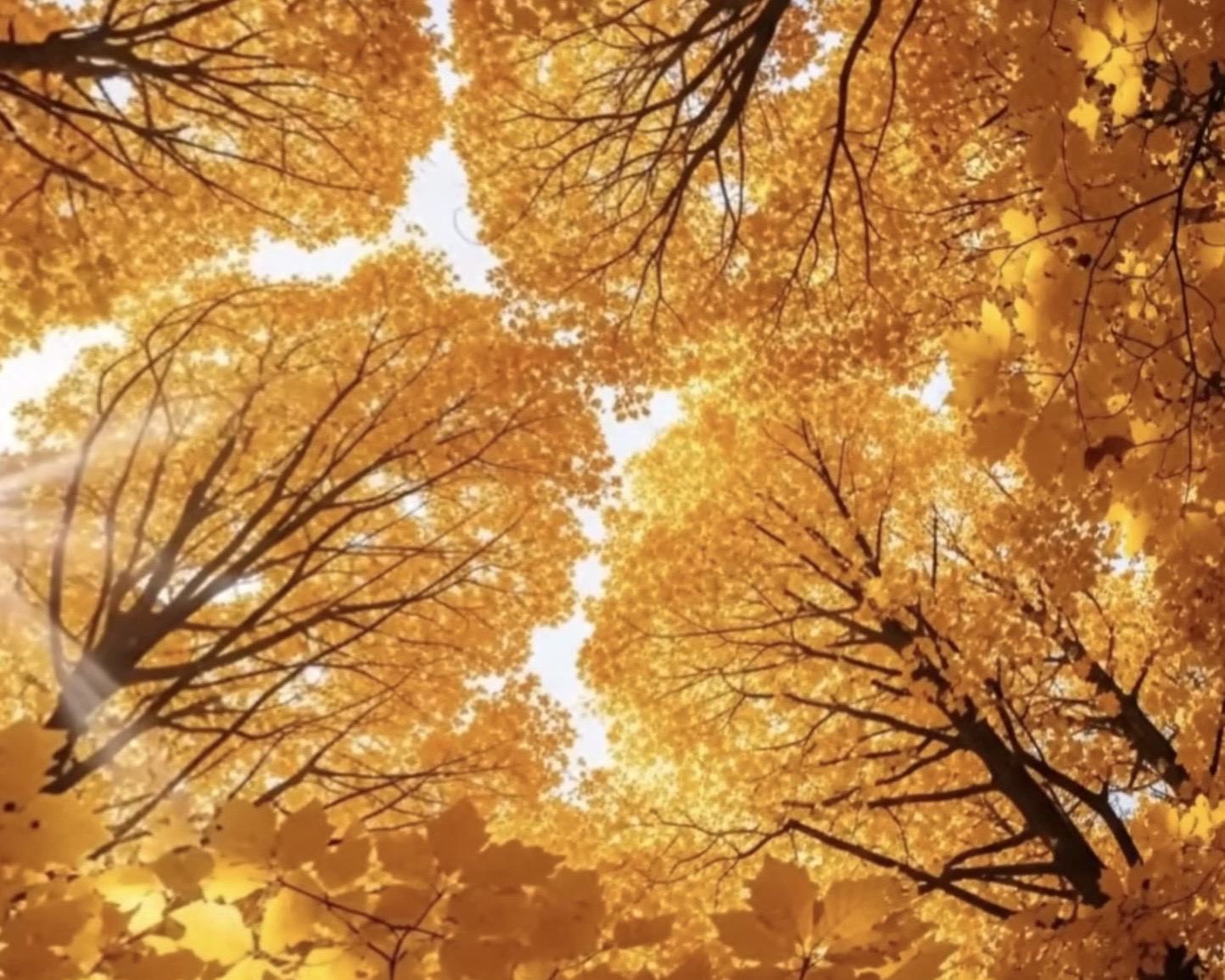 Два крыла психолога