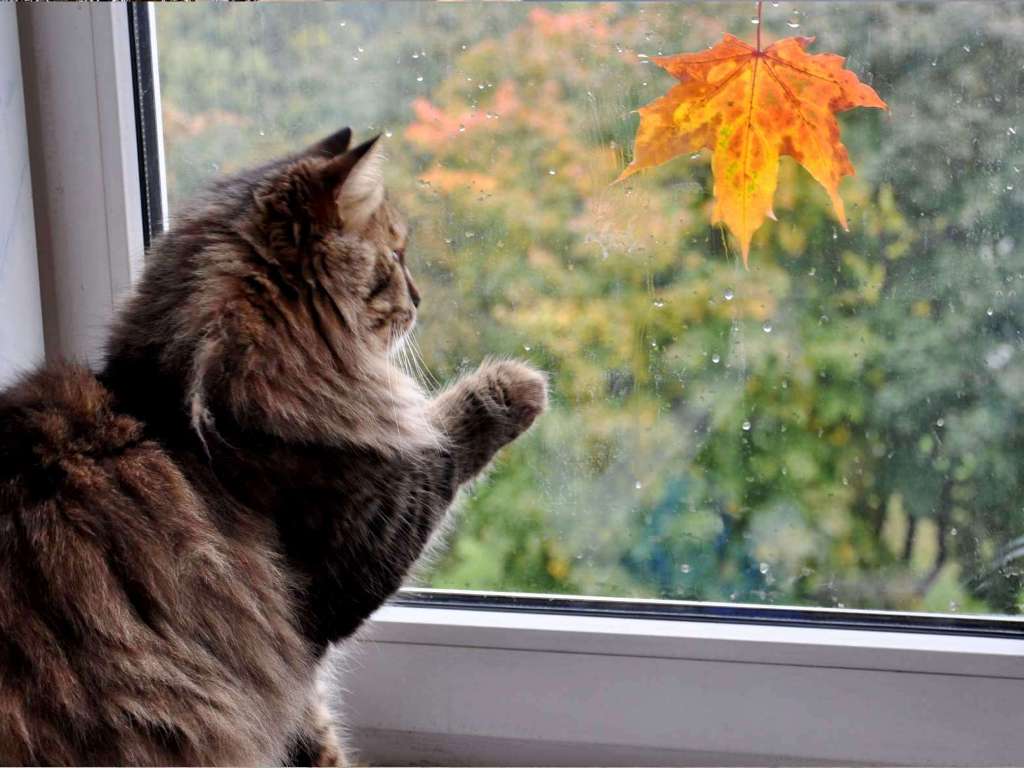 О чём задумался зело, дружище мой...