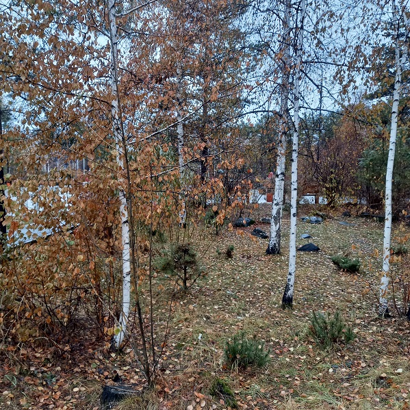 Если вдруг поверишь в чудо