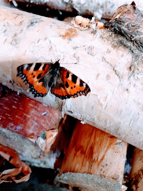 Не броди в этом царстве страниц и теней,