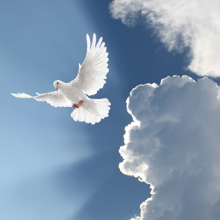 В синем небе голубь трепещет