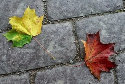 Найдет листок подругу, 08. 10. 2025