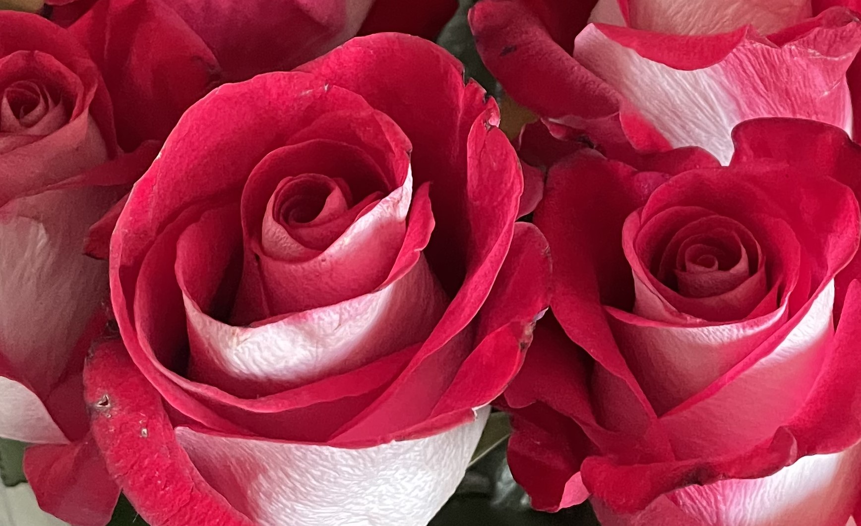 Осенние грустные розы