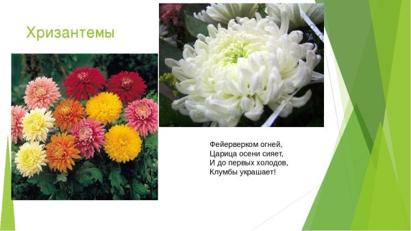 Чудо - цветы хризантемы!