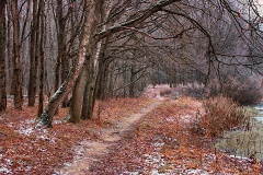 Осеннее утро