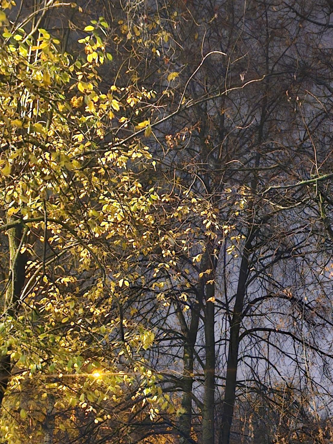 Я слышу, я вижу