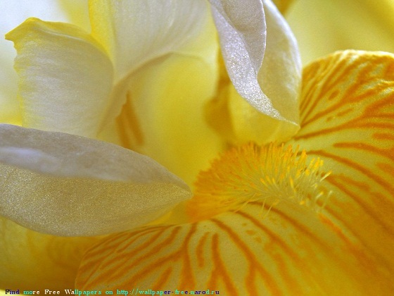 хайку. дождь и природа