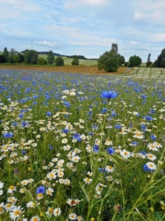 Все цветы - любимой