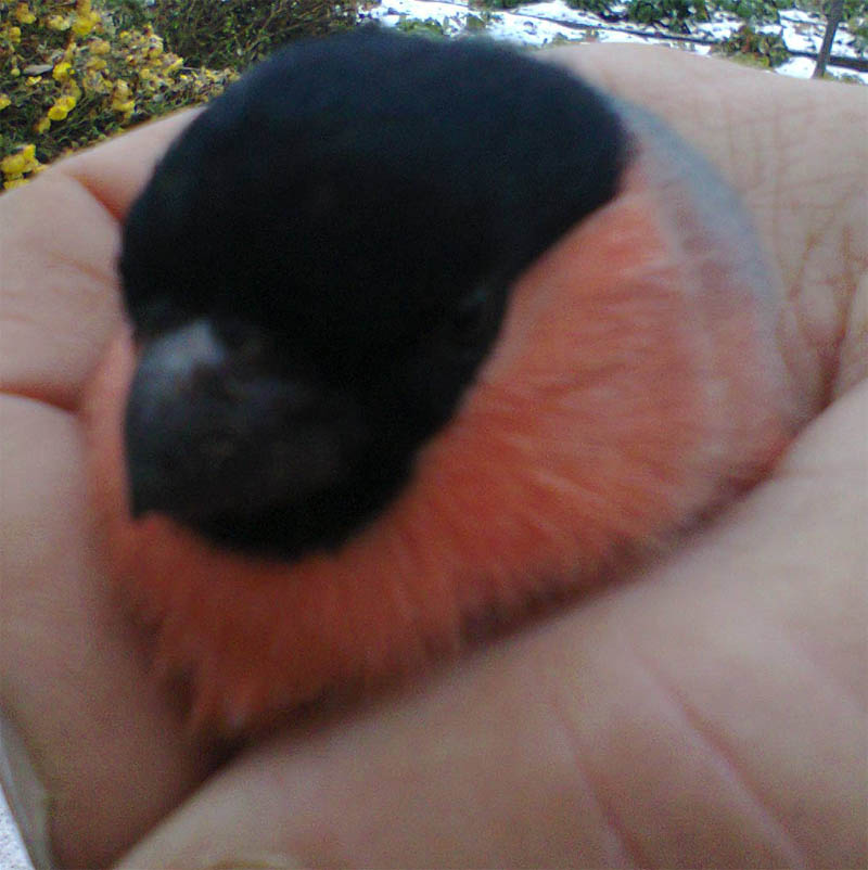 Случай на даче