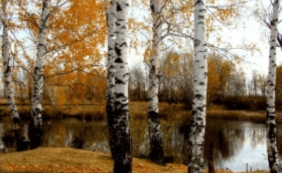 Берёзовая роща