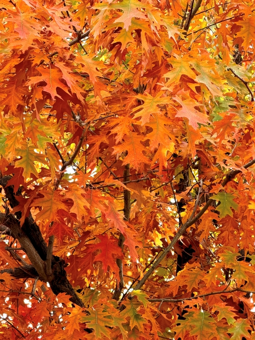 Зелёные ботфорты