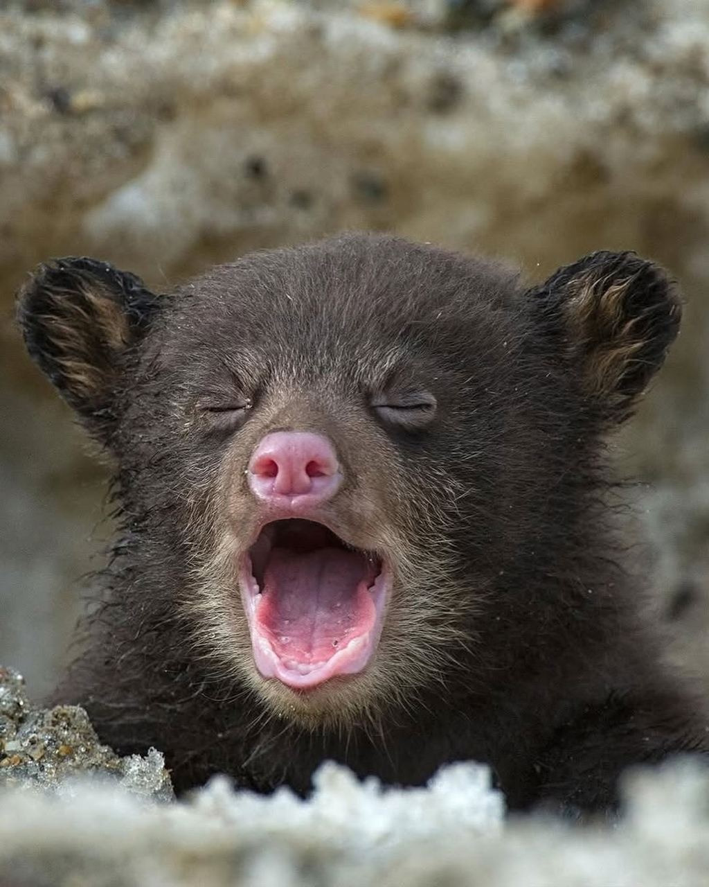 Без обеда скоро съеду с661