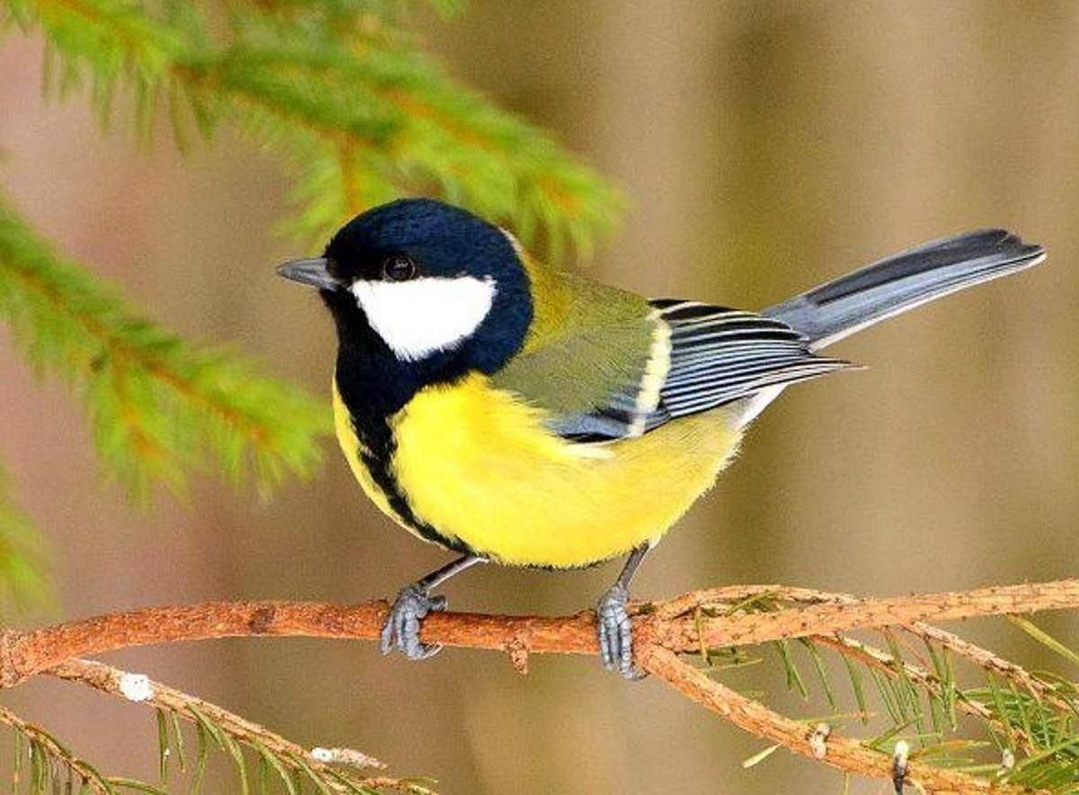 У вечернего болота