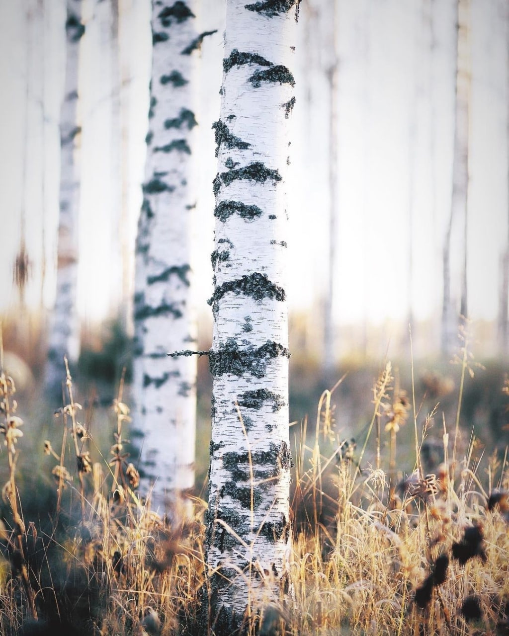 Ноябрьский пришел рассвет