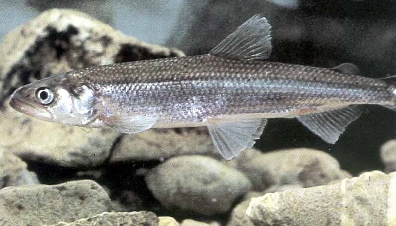 Детям. Рыбки