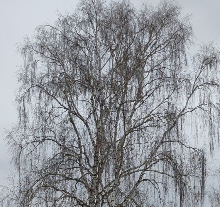 Ноябрь на дворе