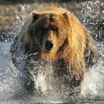О Западе, интрижках и российском Мишке