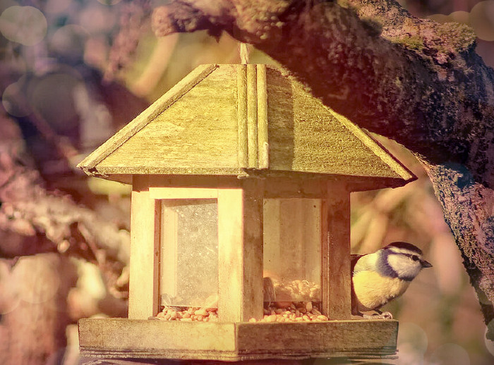 Первый день Ноября в моём саду