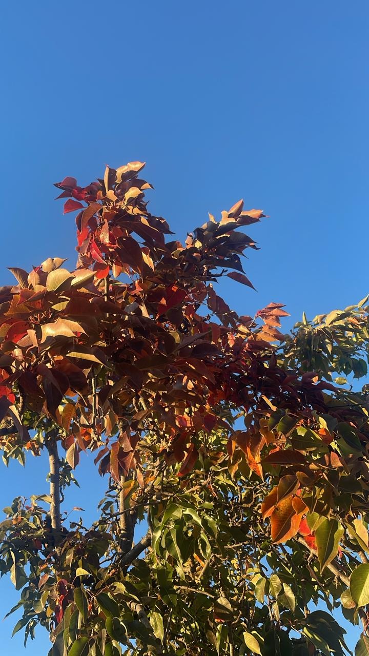 Ноябрь багровый