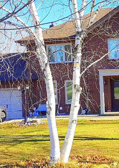 Берёза за окном...