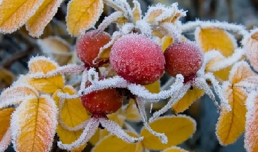 Ноябрьский десерт. Акростих