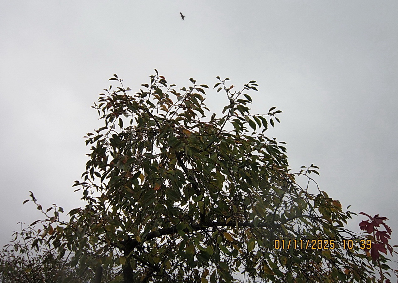 Вступил ноябрь в законные права