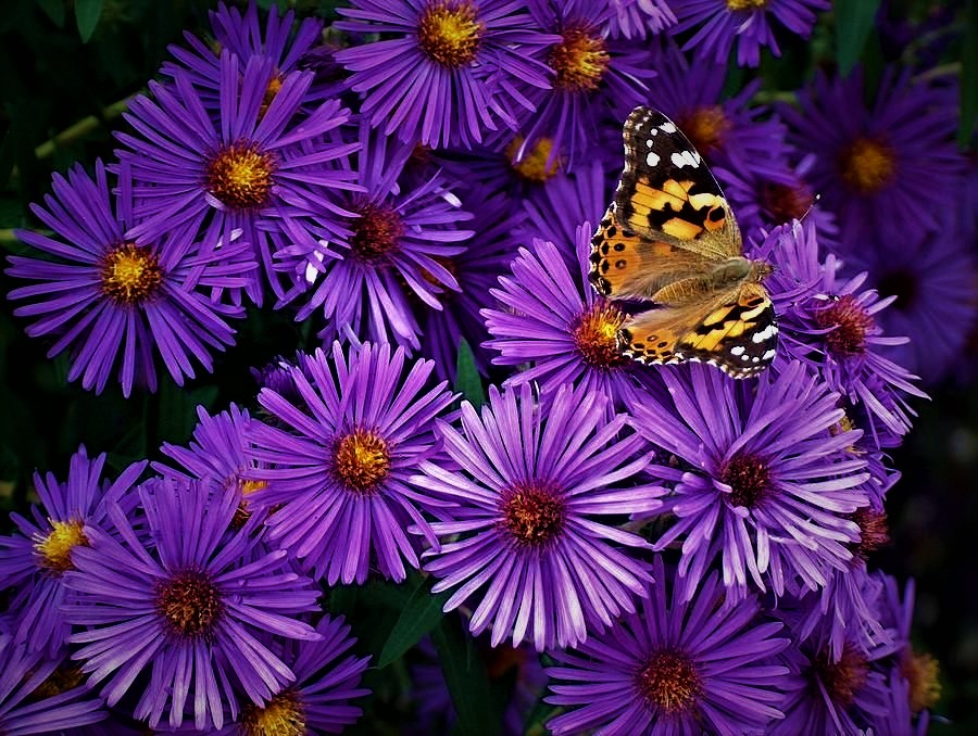 Увядание астр...