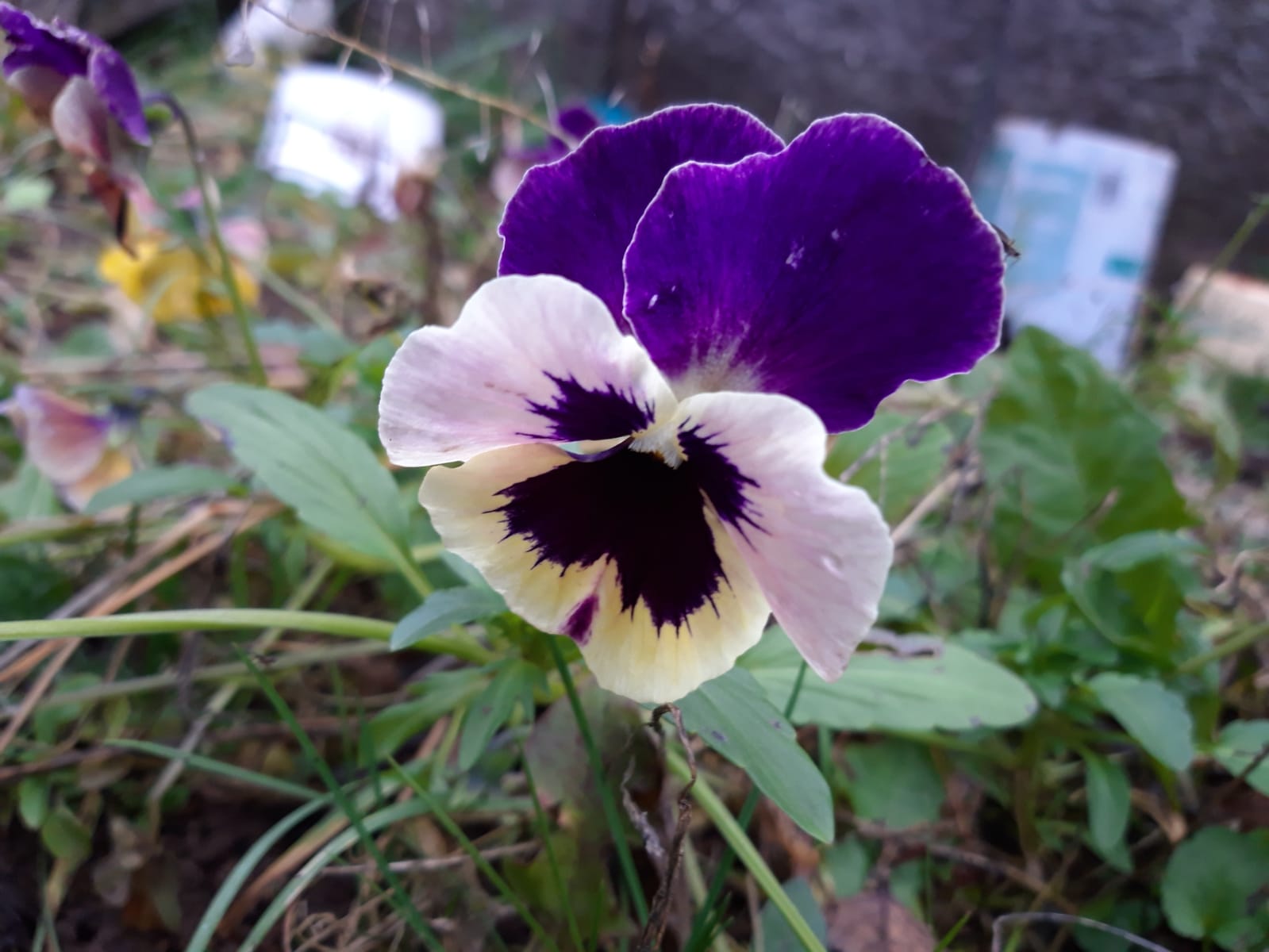 Анютины глазки