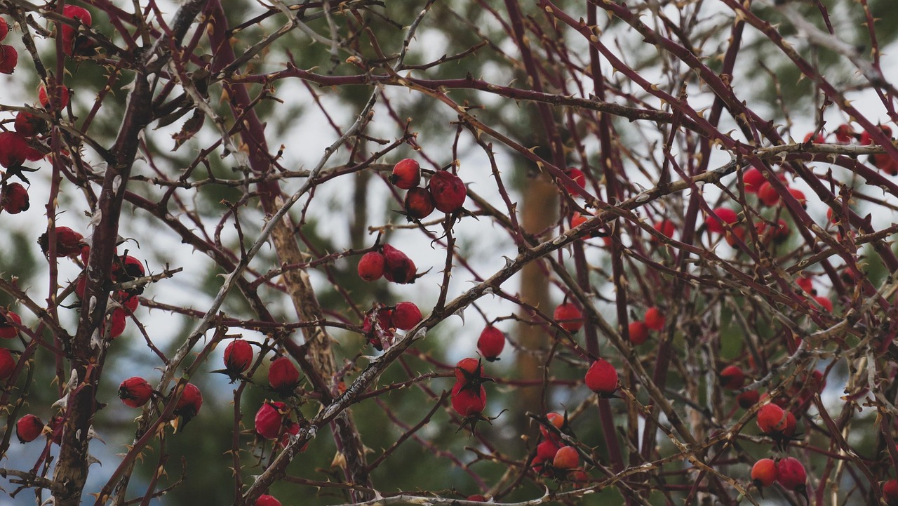Шиповник. Акро