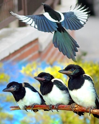 Прилетели на дачу...