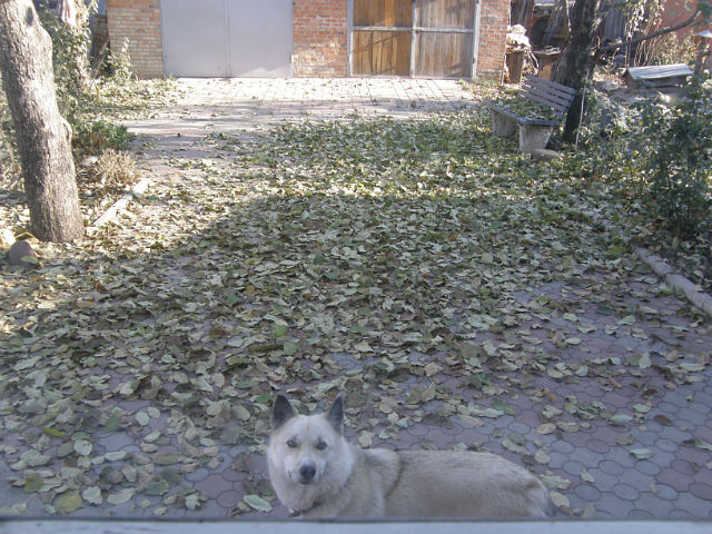 Одиннадцатая пирамида года