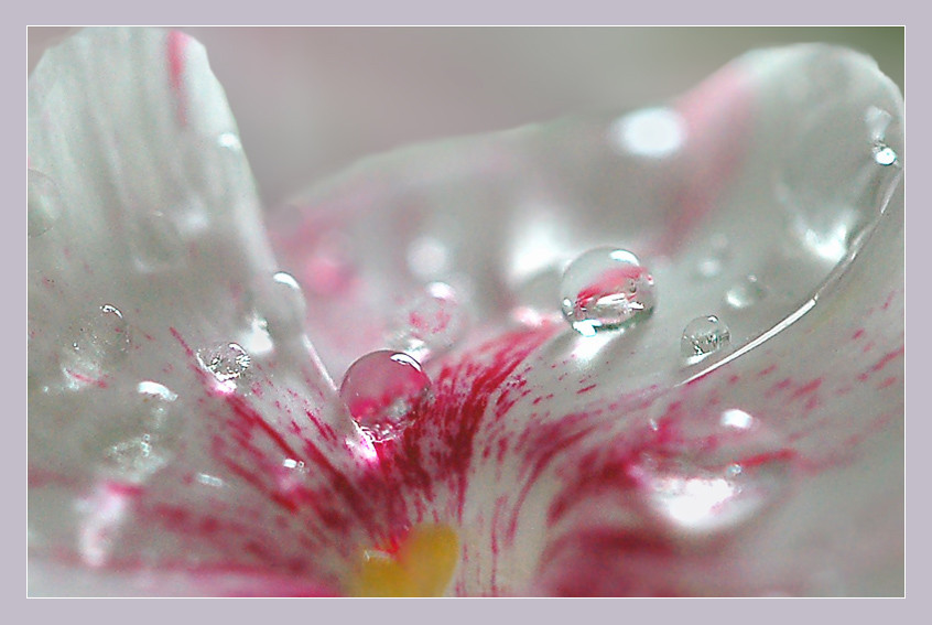 Каждая капелька необыкновенное чудо