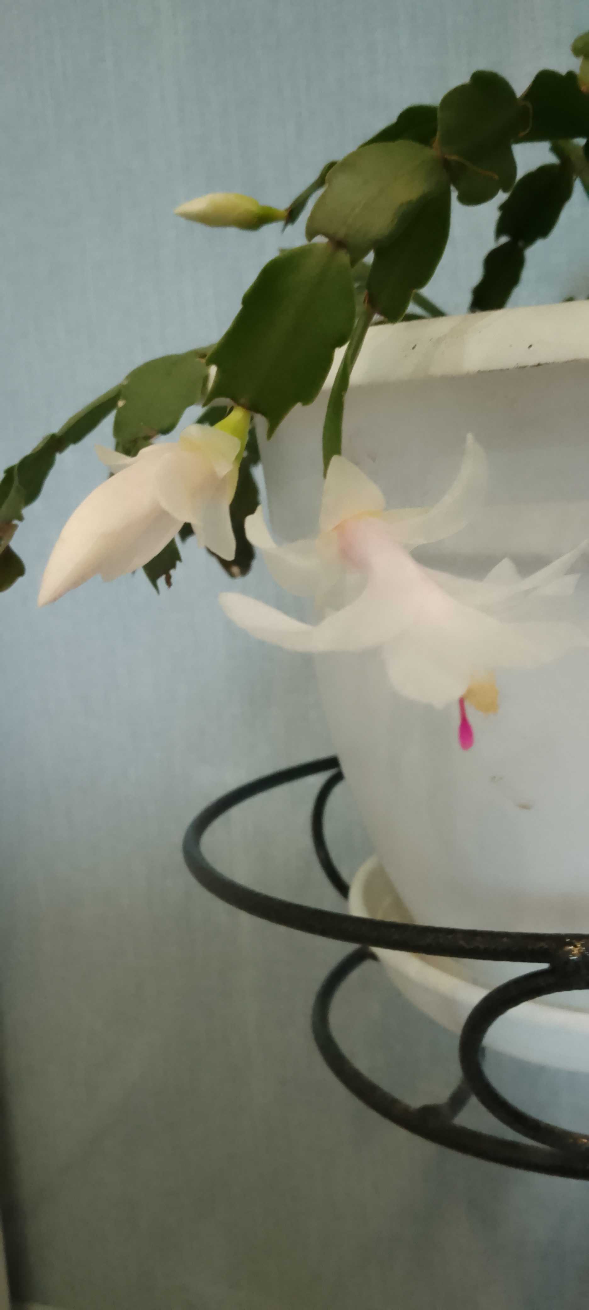 Осеннее обострение