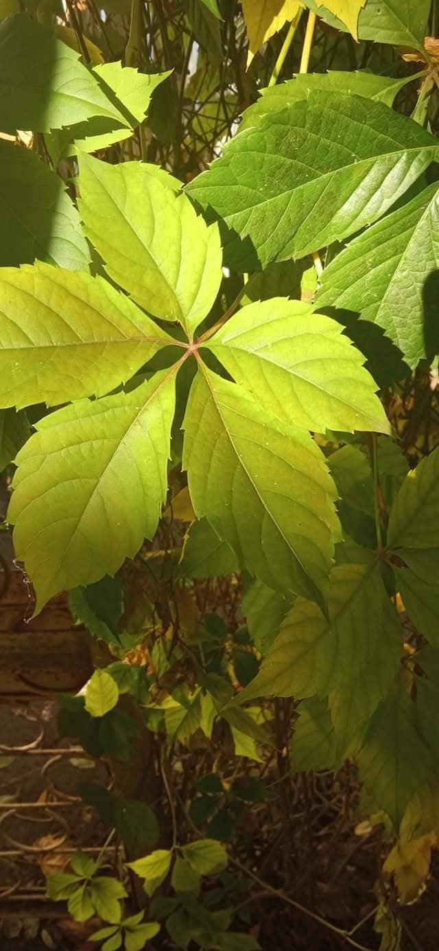 Я помню тебя